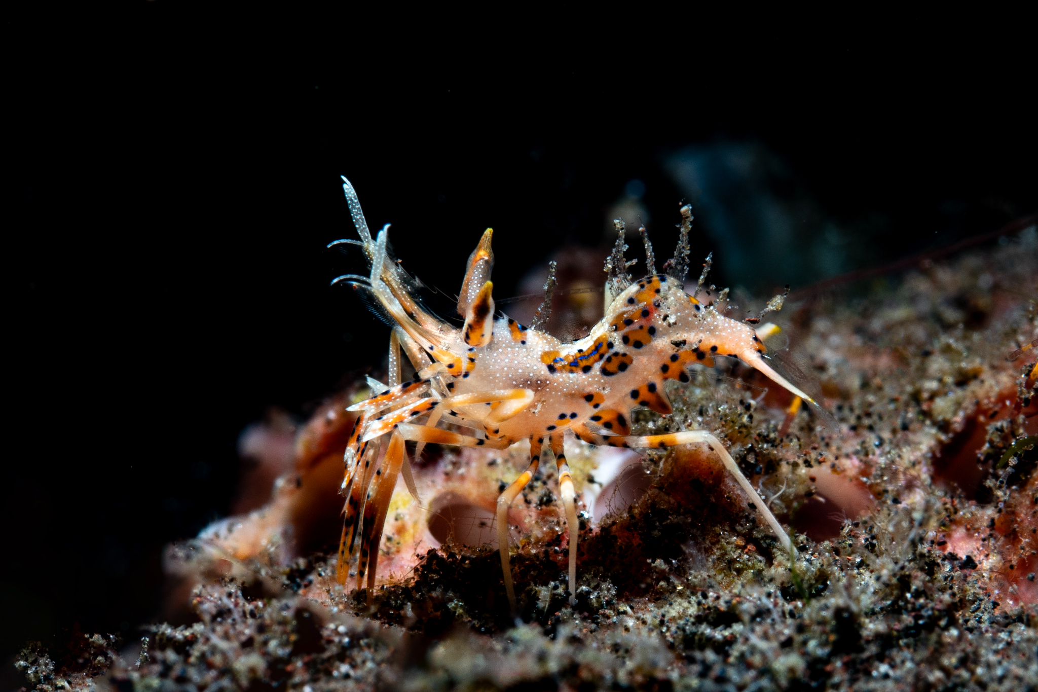 Tiger shrimp
